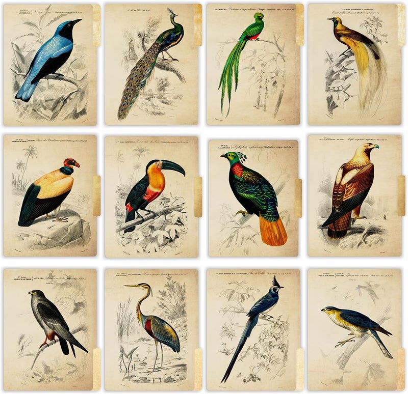 PARTH IMPEX 12 Pack Decorative File Folders, 1/3 Cut Tab with Assorted Positions, Letter Size Paper Holders (9.75” x 11.75”) Matte Finish Laminated for Office School Work - Vintage Birds Design - Image 1